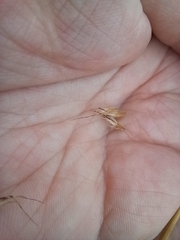 Rytidosperma duttonianum