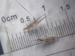 Rytidosperma unarede