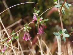 Symphoricarpos longiflorus