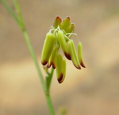 Stylobasium australe