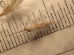 Rytidosperma unarede