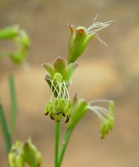 Stylobasium australe