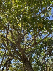 Tabebuia heterophylla