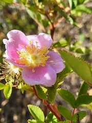 Rosa californica