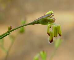 Stylobasium australe