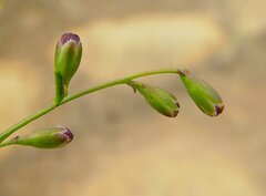 Stylobasium australe