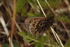 Cosmosatyrus leptoneuroides