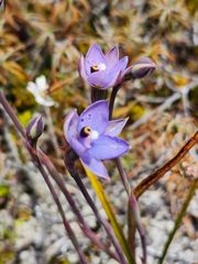 Thelymitra nervosa