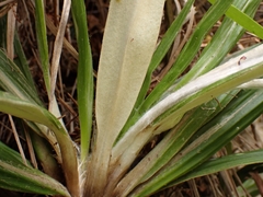 Celmisia spectabilis lanceolata