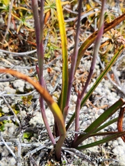 Thelymitra nervosa