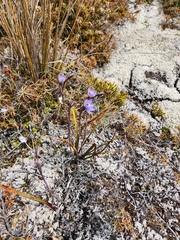 Thelymitra nervosa