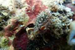 Monetaria caputophidii