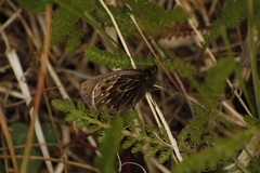 Cosmosatyrus leptoneuroides