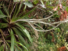 Celmisia spectabilis lanceolata