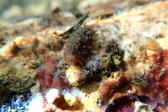 Monetaria caputophidii