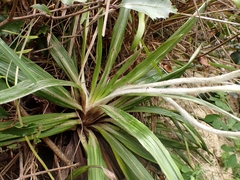 Celmisia spectabilis lanceolata