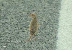 Mirafra javanica