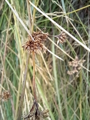 Juncus