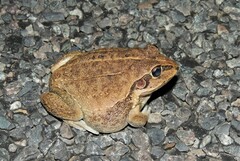 Ranoidea novaehollandiae