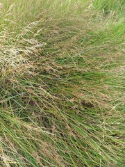 Juncus