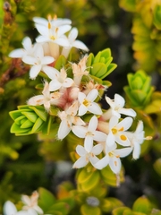 Pimelea buxifolia