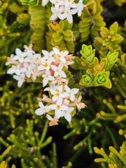 Pimelea buxifolia
