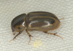 Aphodiini