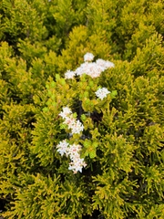 Pimelea buxifolia