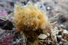 Polybranchia jensenae