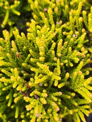 Halocarpus bidwillii