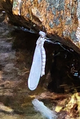 Zygoptera