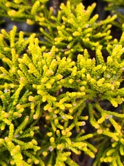 Halocarpus bidwillii
