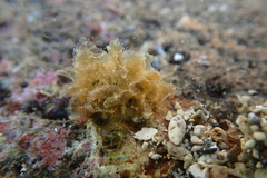 Polybranchia jensenae