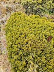 Halocarpus bidwillii