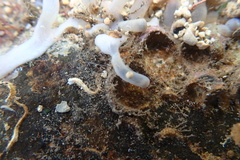 Zoanthus sansibaricus