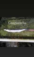 Tylosurus crocodilus