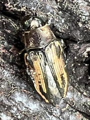 Buprestis lineata