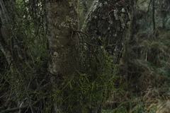 Misodendrum punctulatum