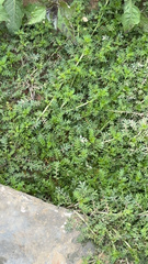 Lepidium didymum