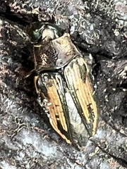 Buprestis lineata