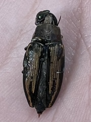Buprestis lineata