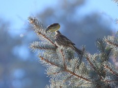 Spinus psaltria