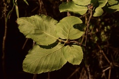 Nothofagus alessandrii