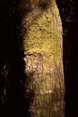 Nothofagus alessandrii