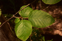Nothofagus alessandrii