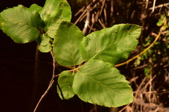 Nothofagus alessandrii
