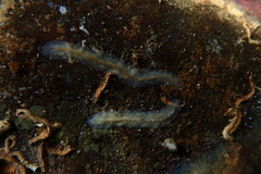 Prosthiostomidae