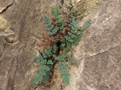 Argyrochosma jonesii