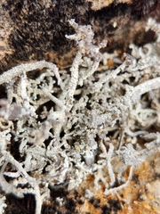 Stereocaulon vesuvianum