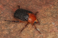 Scarabaeidae